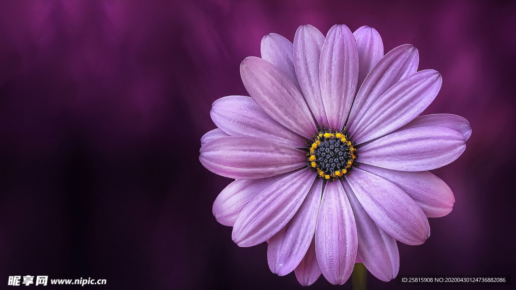 非洲菊端庄美丽图片