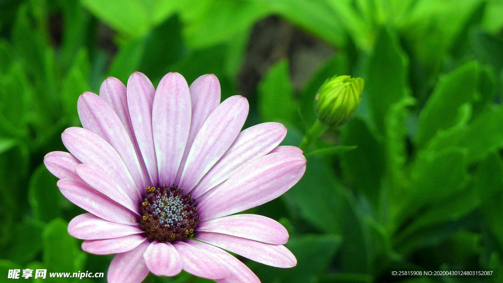 非洲菊端庄美丽图片