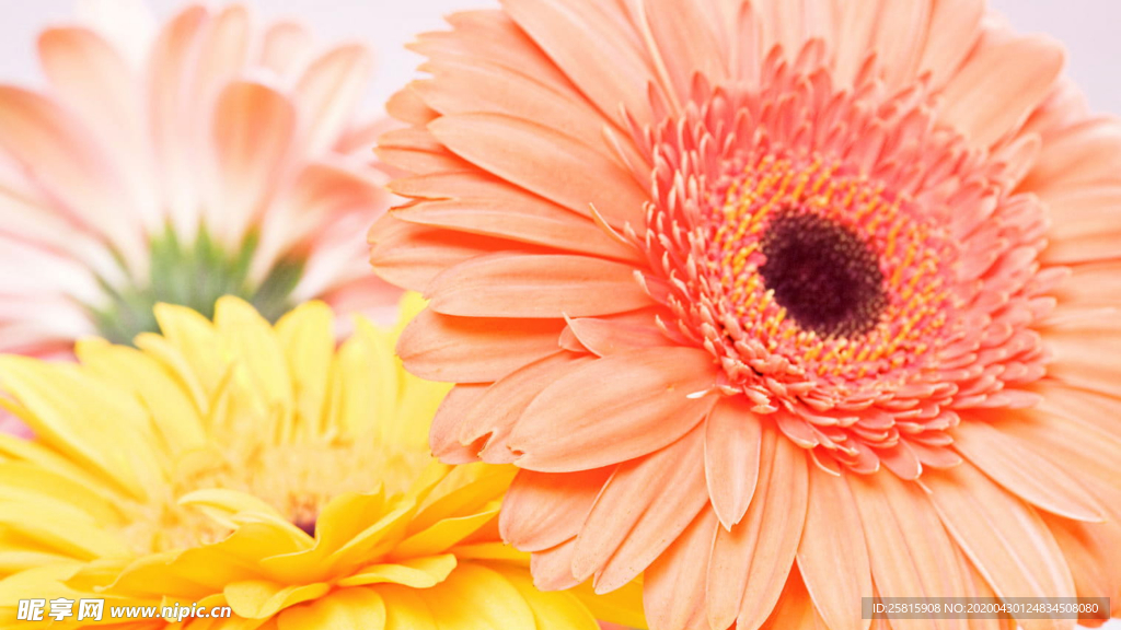 非洲菊端庄美丽图片