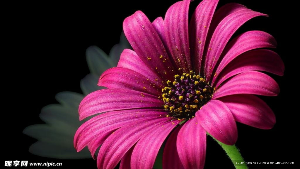 非洲菊端庄美丽图片