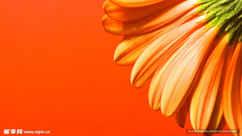 非洲菊端庄美丽图片