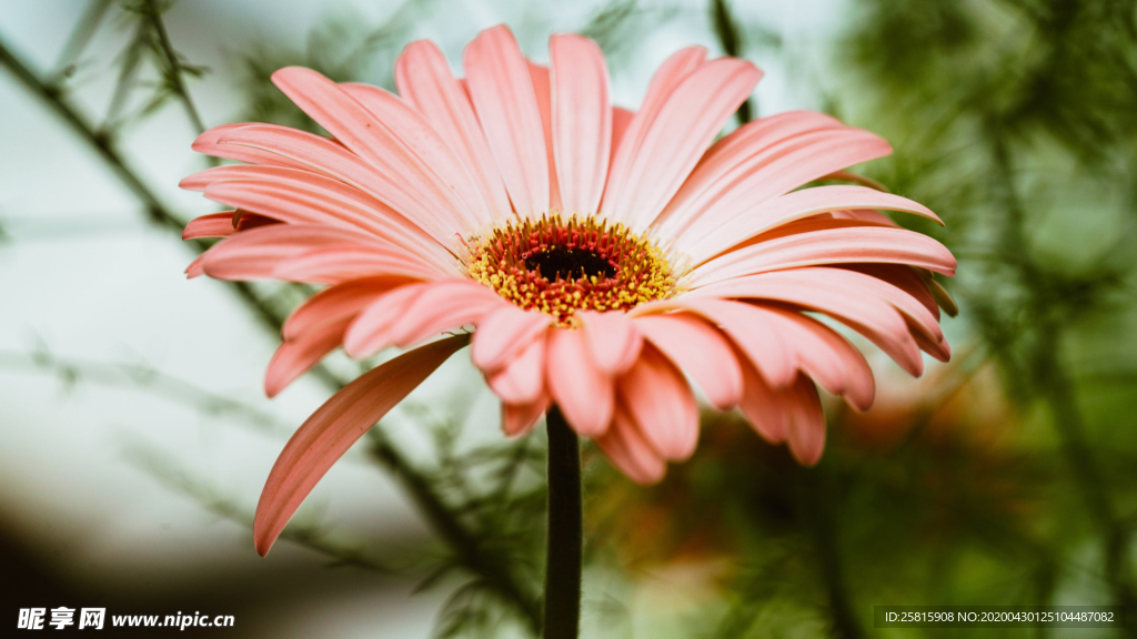 非洲菊端庄美丽图片