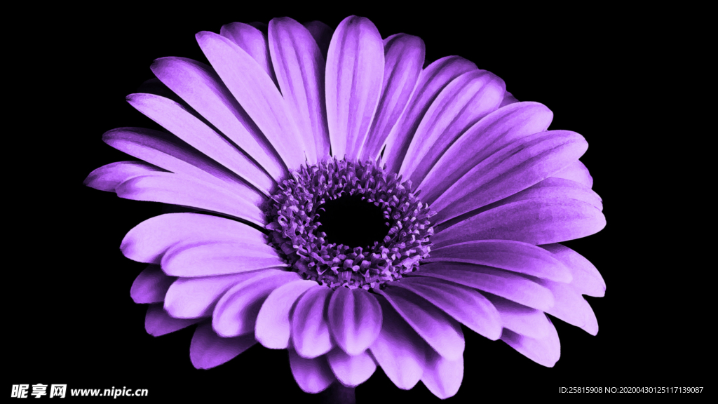 非洲菊端庄美丽图片