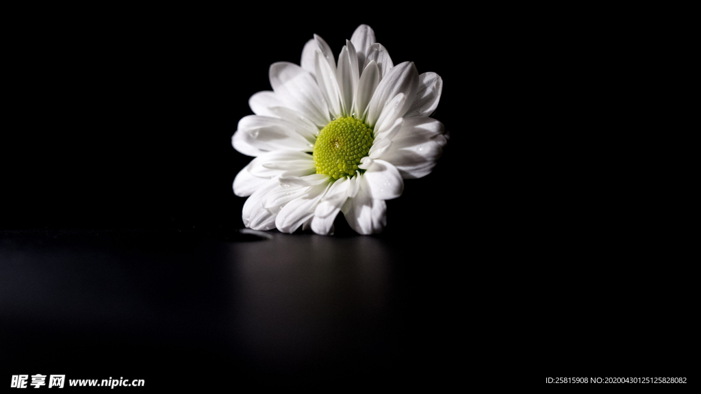 非洲菊端庄美丽图片