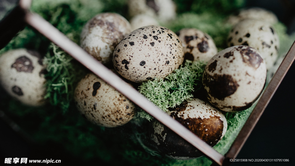 鹌鹑蛋特写图片