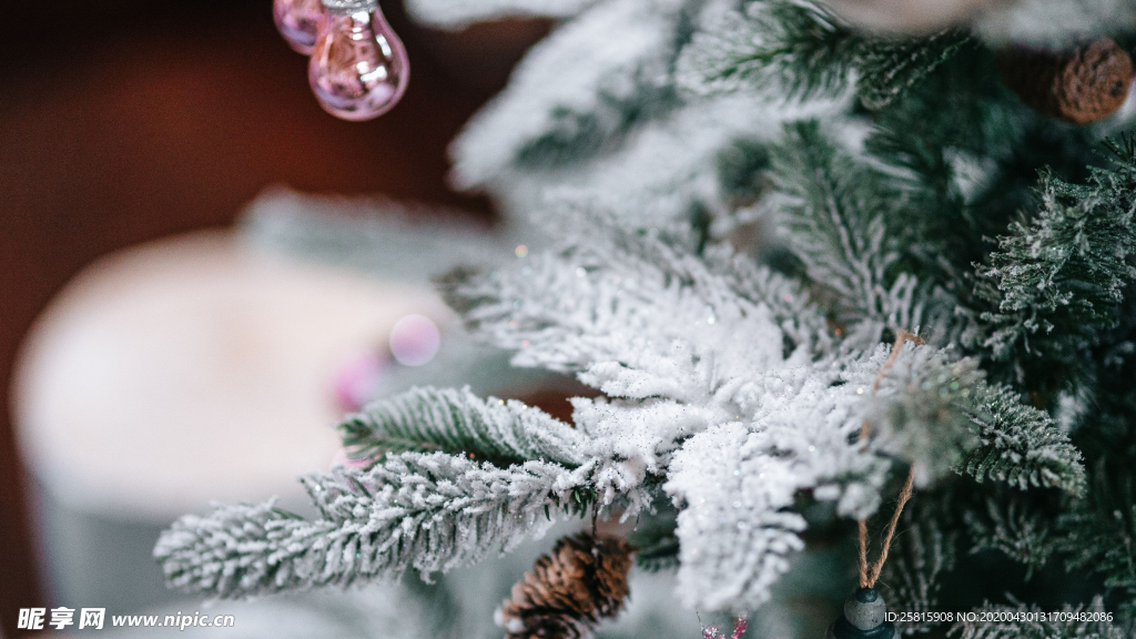 冰雪覆盖的植物图片