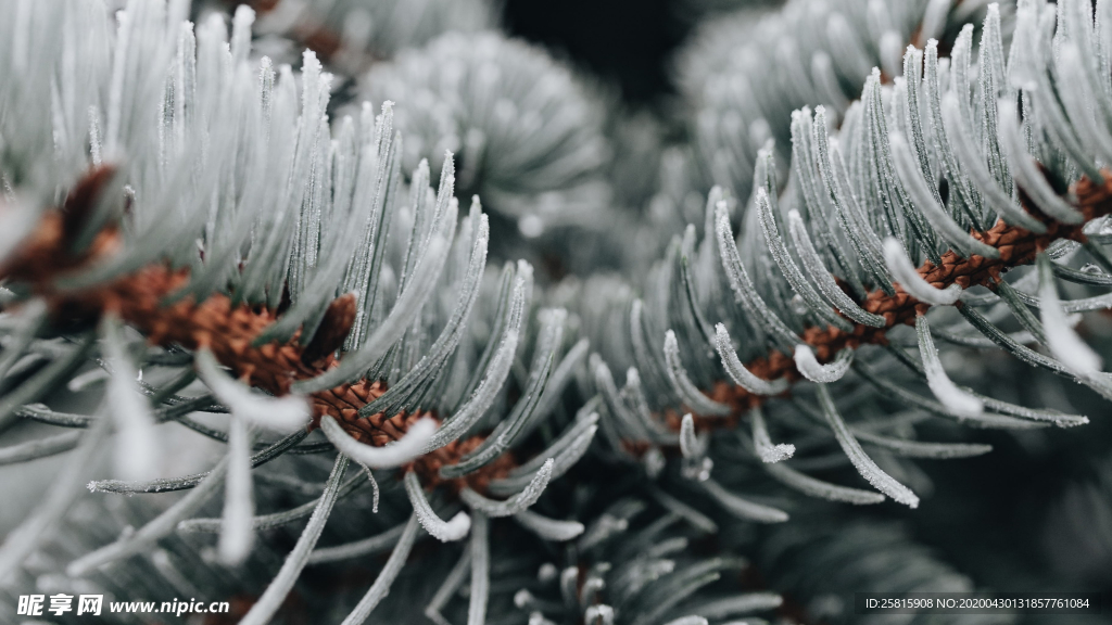 冰雪覆盖的植物图片