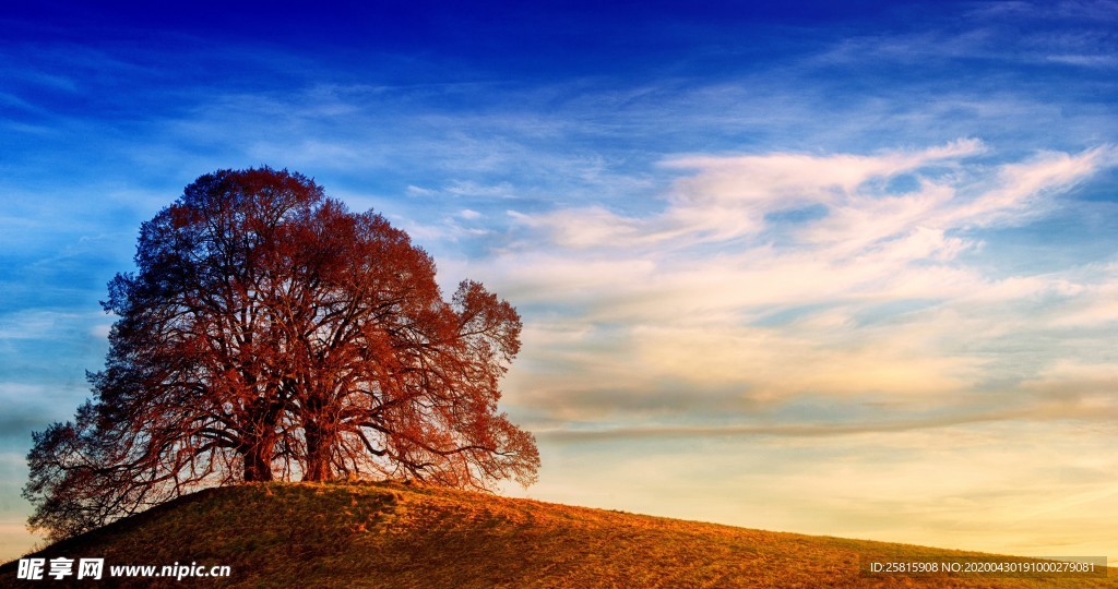 一棵树唯美意境图片