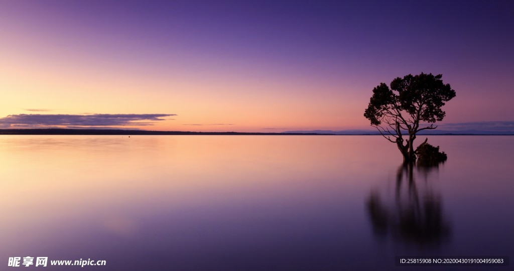 一棵树唯美意境图片