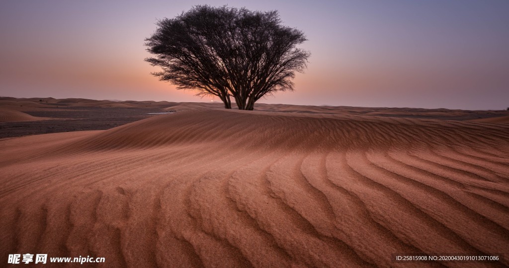 一棵树唯美意境图