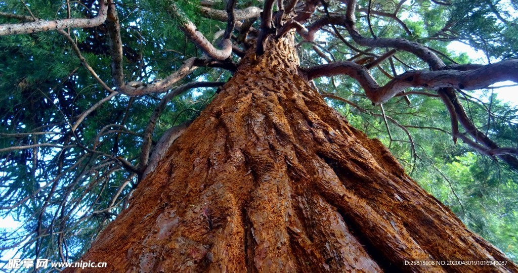 一棵树唯美意境图