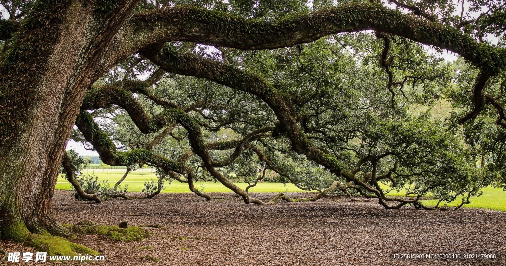 一棵树唯美意境图片