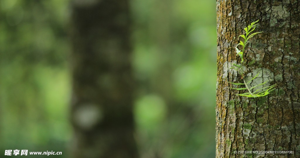 一棵树唯美意境图片
