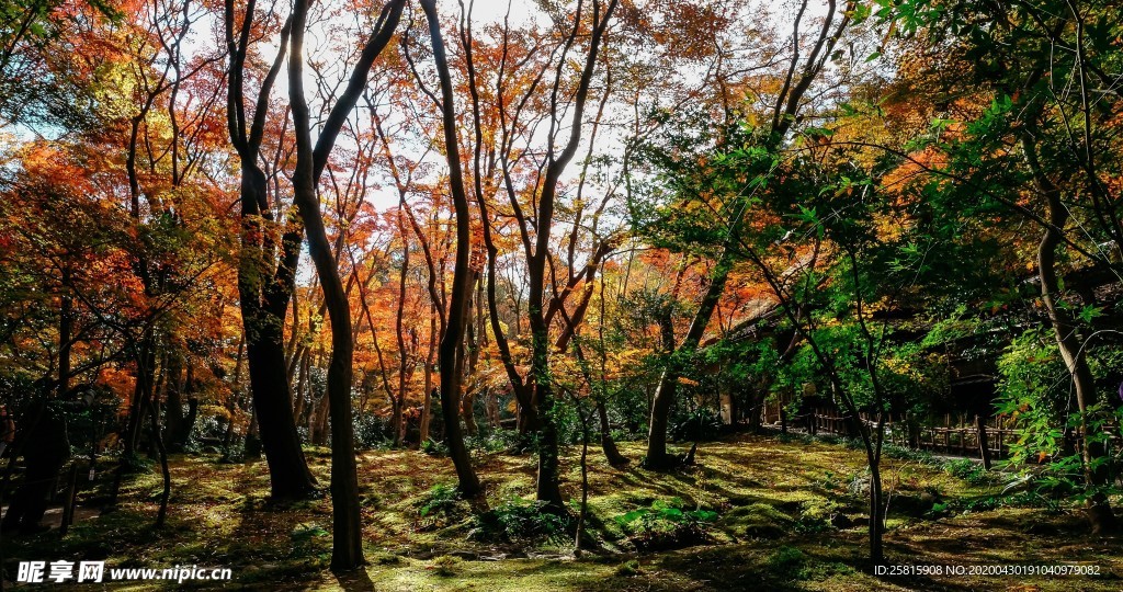 树林森林丛林树木图片
