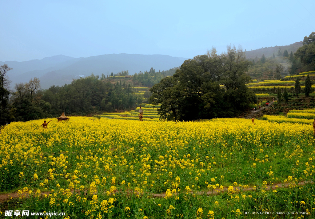 油菜花蓝天菜籽花图片