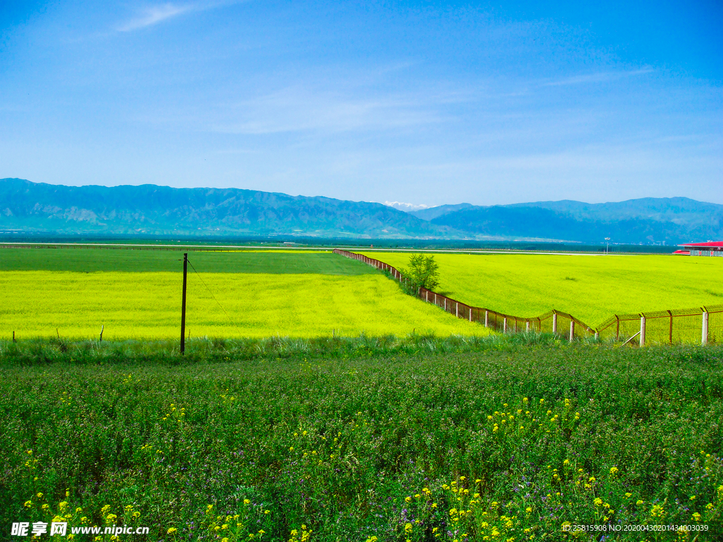 油菜花蓝天菜籽花图片