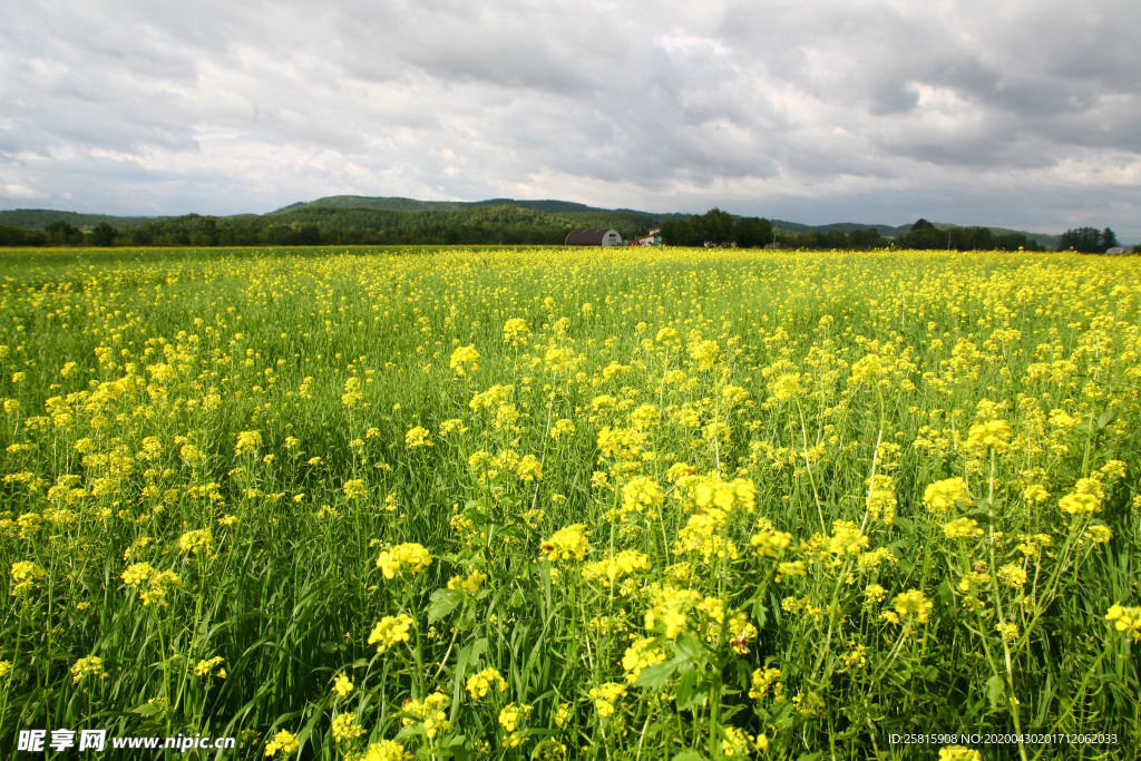油菜花蓝天菜籽花图片