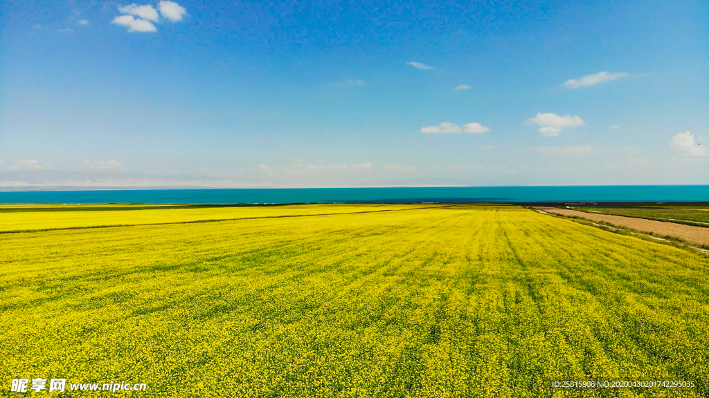 油菜花蓝天菜籽花图片