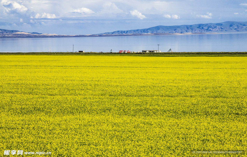 油菜花蓝天菜籽花图片