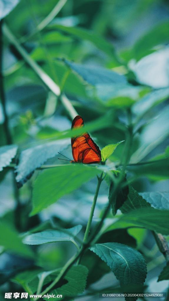 绿叶蝴蝶