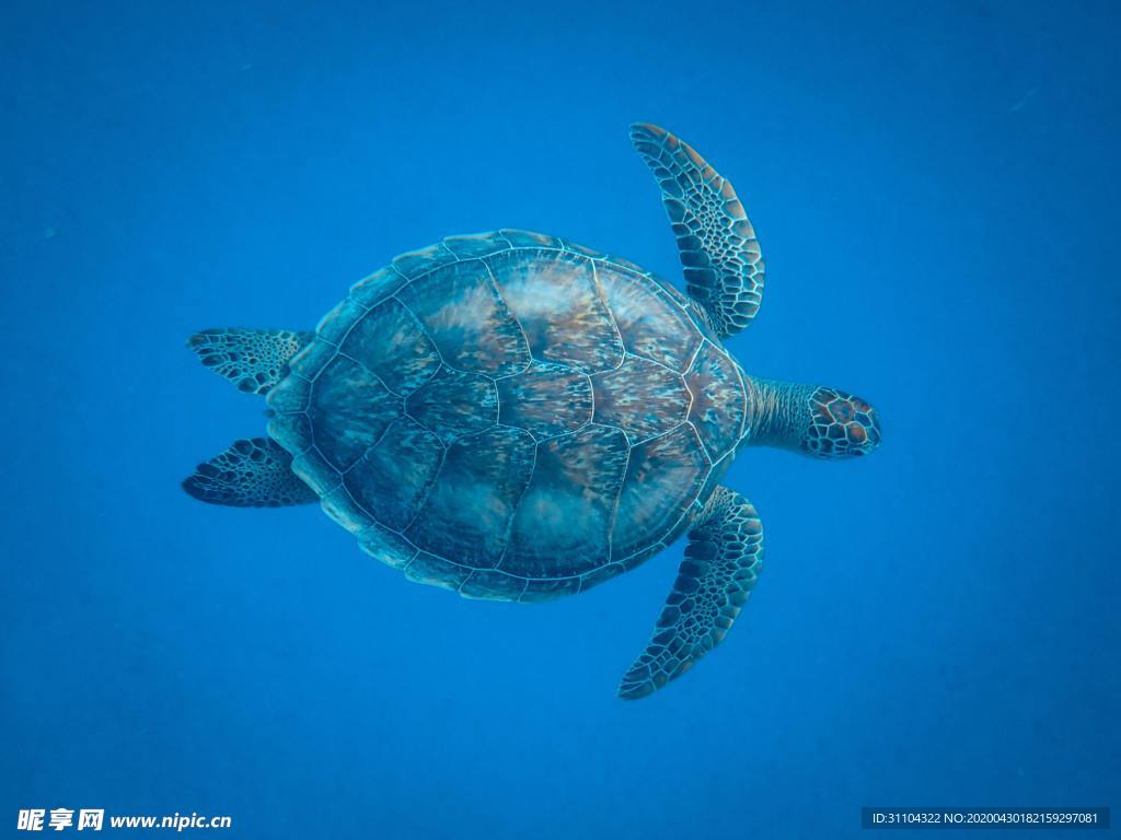 海龟