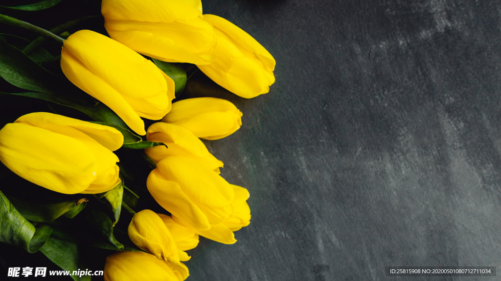 郁金香唯美图片