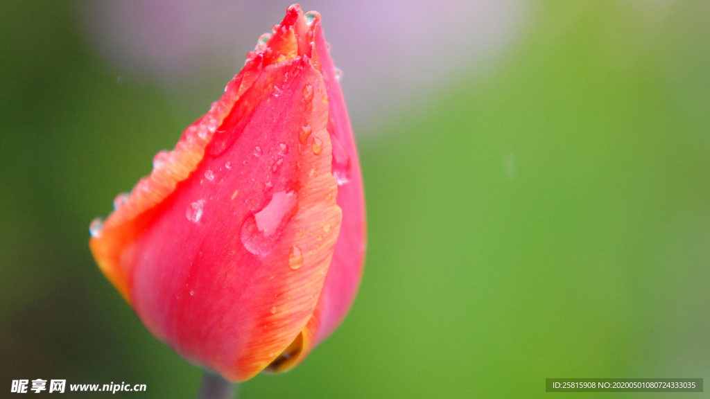 郁金香唯美图片