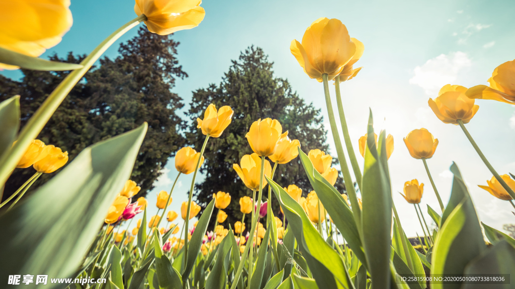 郁金香唯美图片
