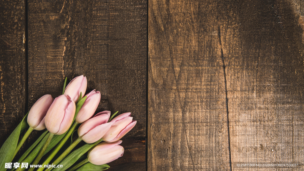 郁金香唯美图片