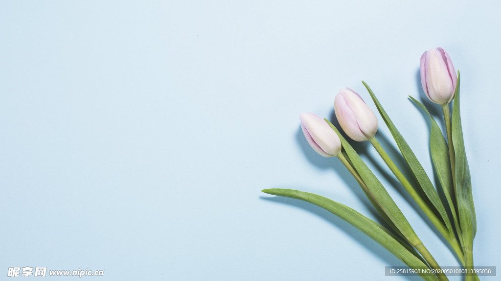 郁金香唯美图片