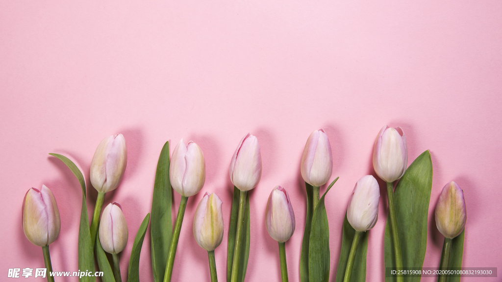 郁金香唯美图片