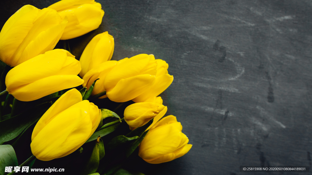 郁金香唯美图片