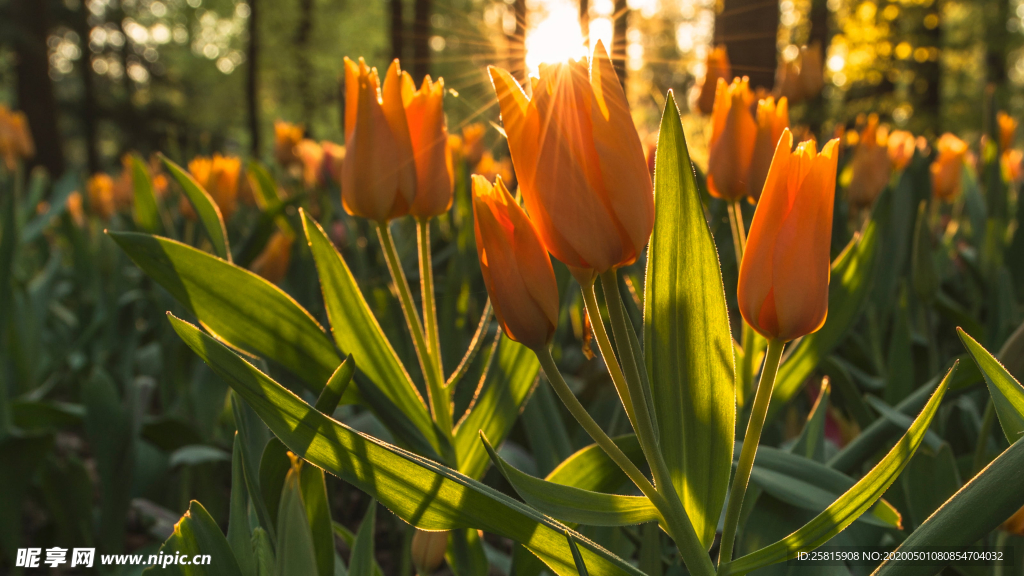 郁金香唯美图片