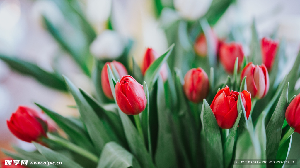 郁金香唯美图片