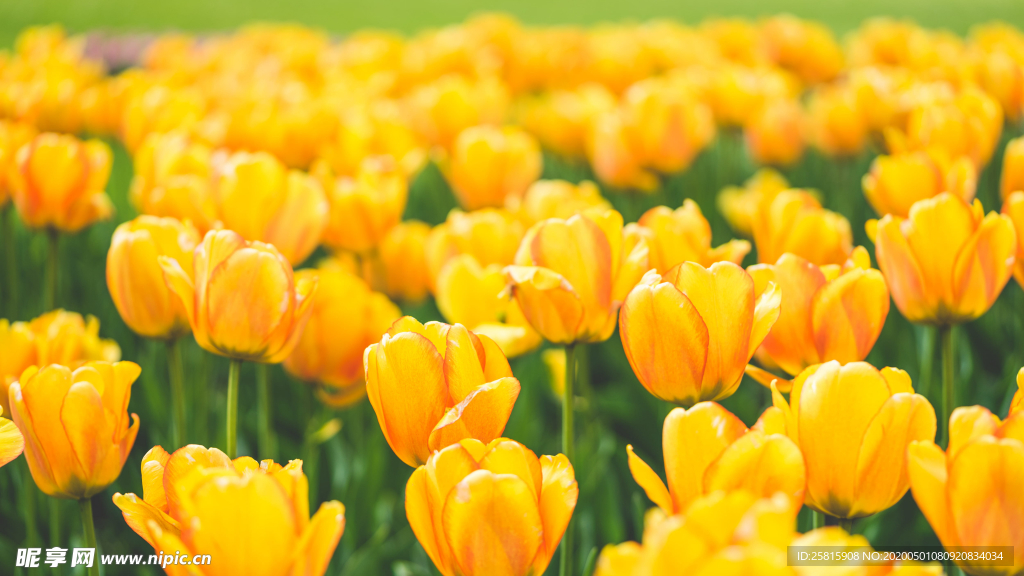 郁金香唯美图片