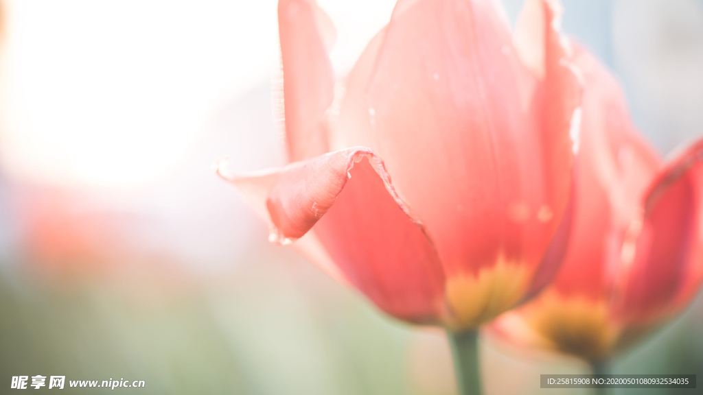 郁金香唯美图片