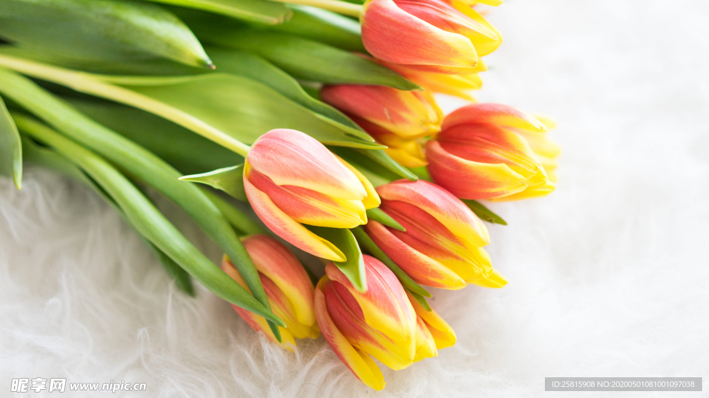 郁金香唯美图片