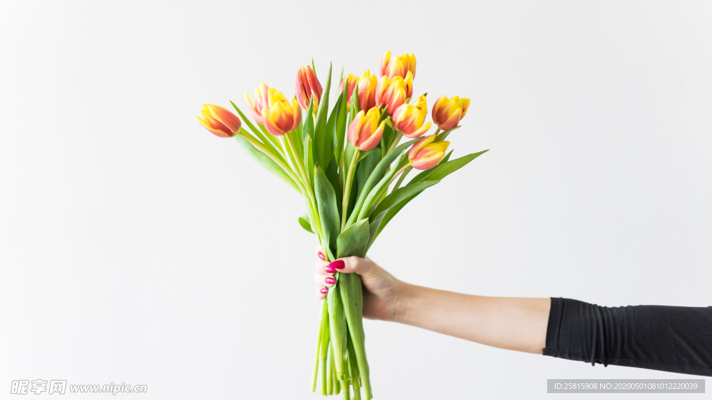 郁金香唯美图片