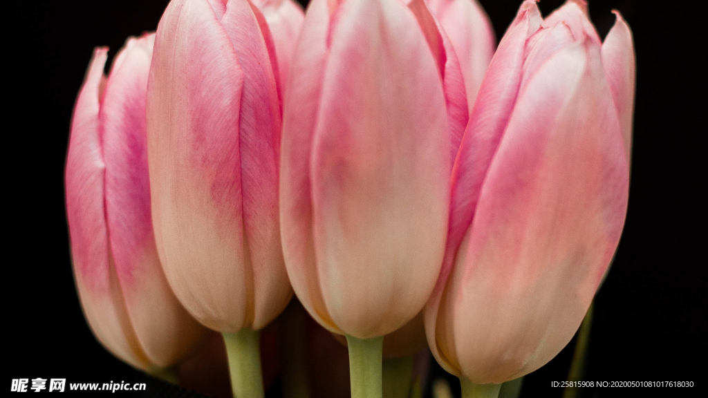 郁金香唯美图片