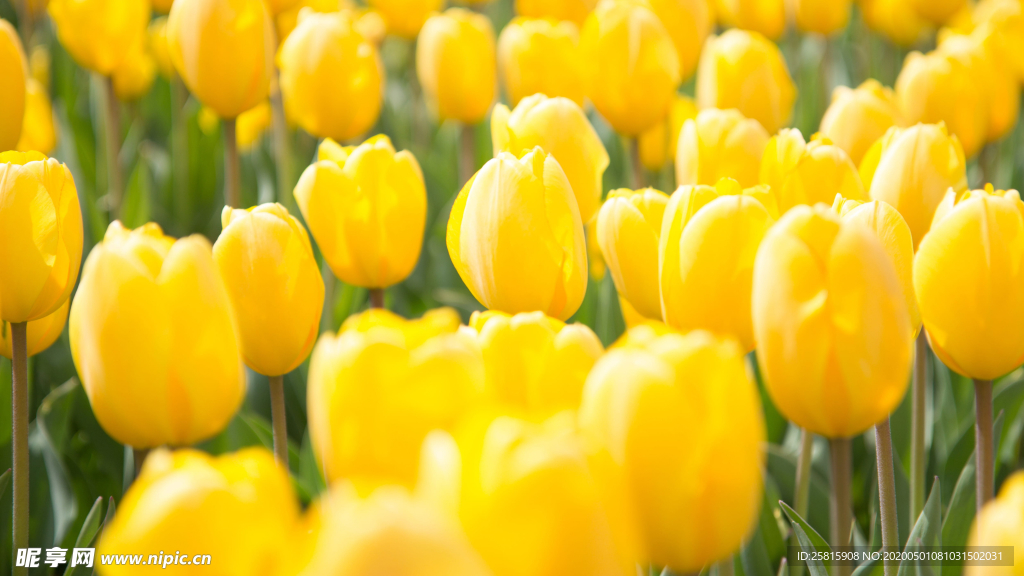 郁金香唯美图片