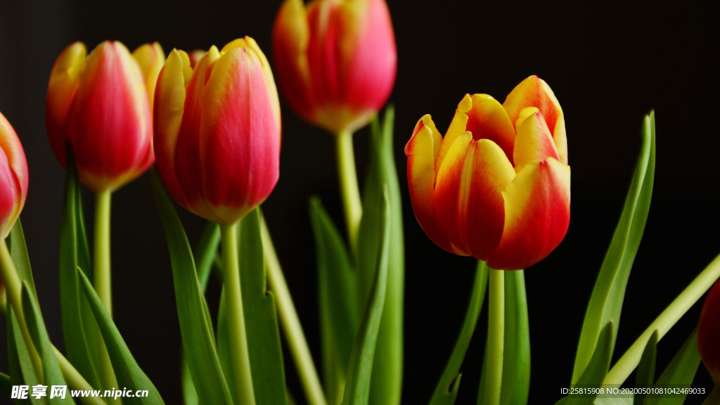 郁金香唯美图片