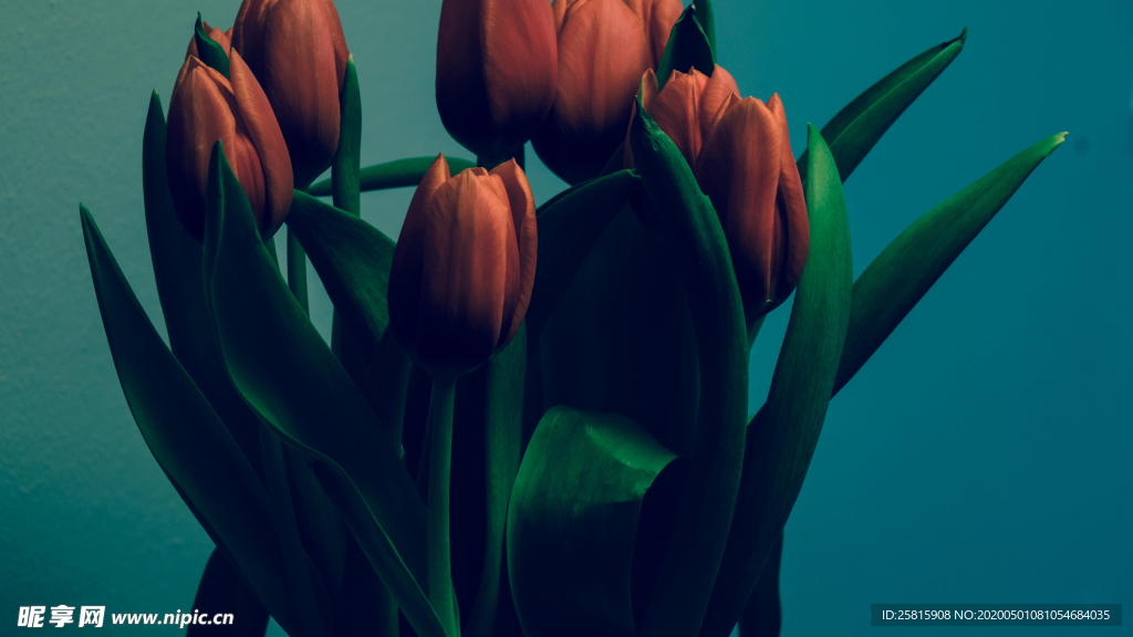 郁金香唯美图片