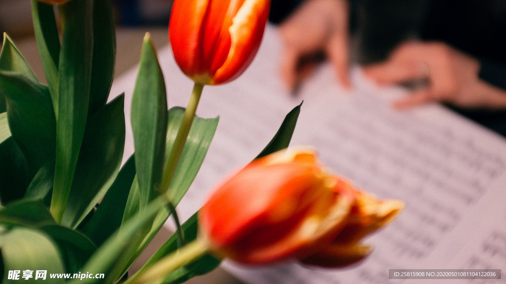 郁金香唯美图片