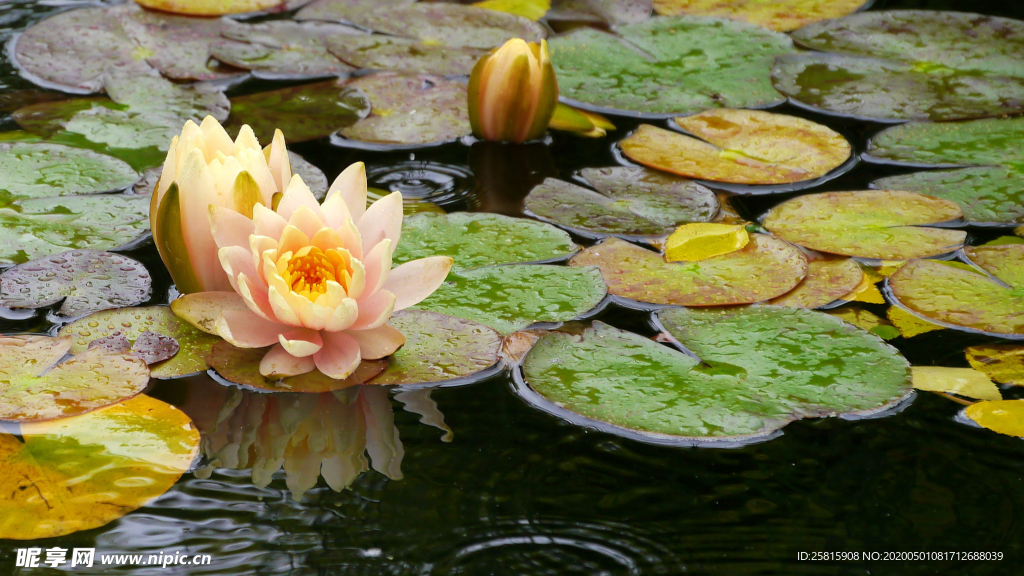 睡莲荷花莲藕荷塘图片