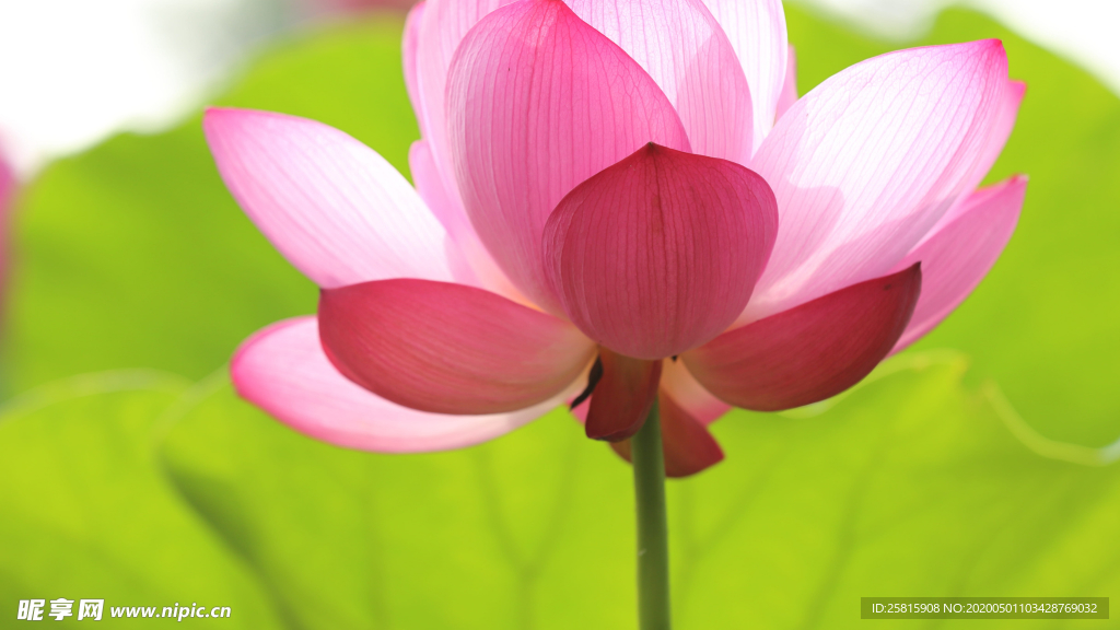 睡莲荷花莲藕荷塘图片