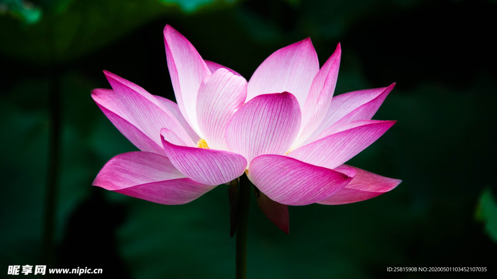 睡莲荷花莲藕荷塘图片