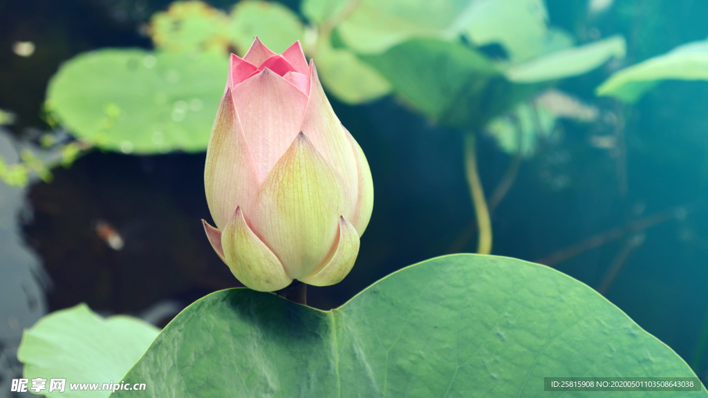睡莲荷花莲藕荷塘图片