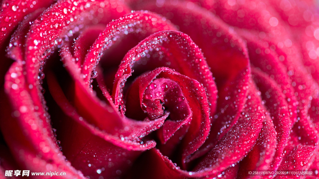 红玫瑰花月季花图片