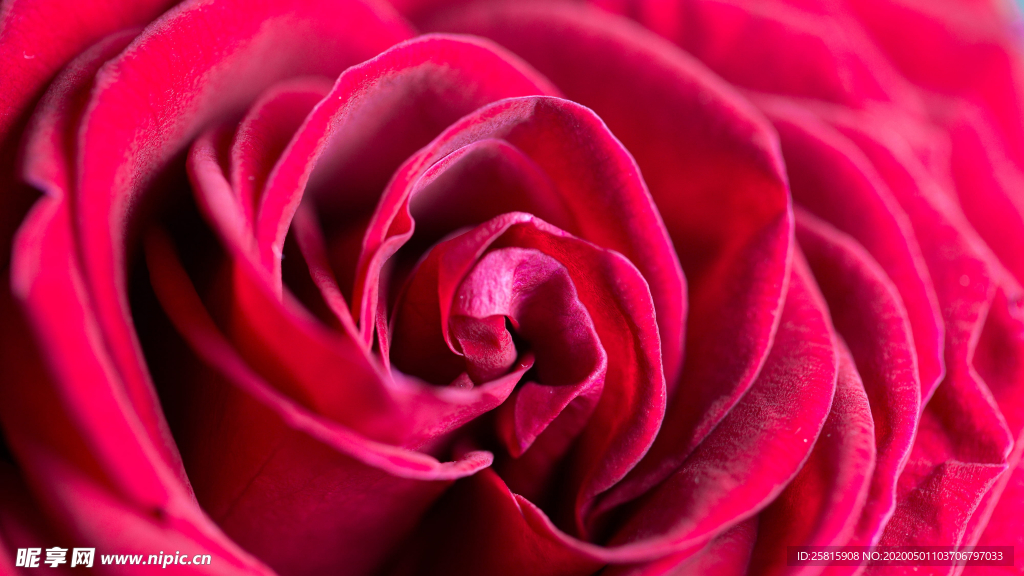 红玫瑰花月季花图片