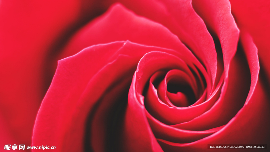 红玫瑰花月季花图片